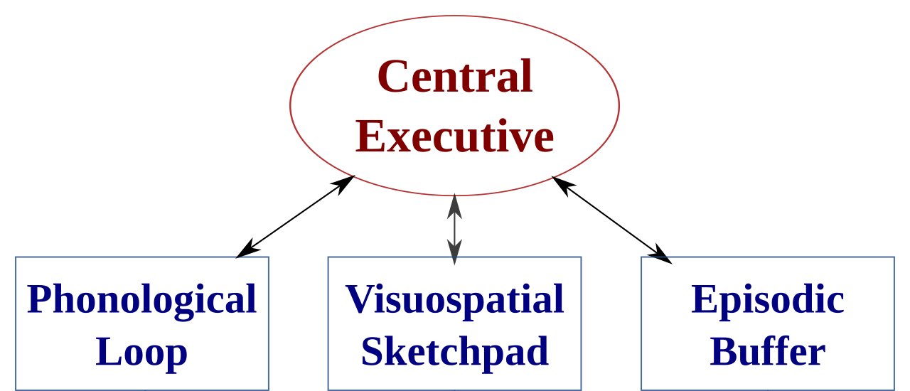 Central executive positioned above and linked by arrows to the phonological loop, visuospatial sketchpad, and episodic buffer.